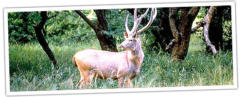 Deer