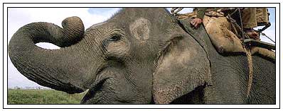 Elephant in Bandipur National Park