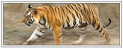 Tiger in Kanha National Park