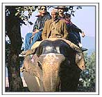 Elephant Riding in Kaziranga 