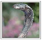 Cobra in Pench National Park