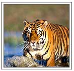 Bengal Tiger in Sunderbans Calcutta
