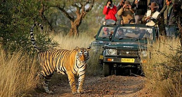 Dudhwa wildlife tour, Dudhwa tiger reserve, Dudhwa national park, Dudhwa tour packages, Dudhwa wildlife sanctuary