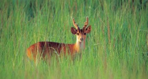 Wildlife in Assam