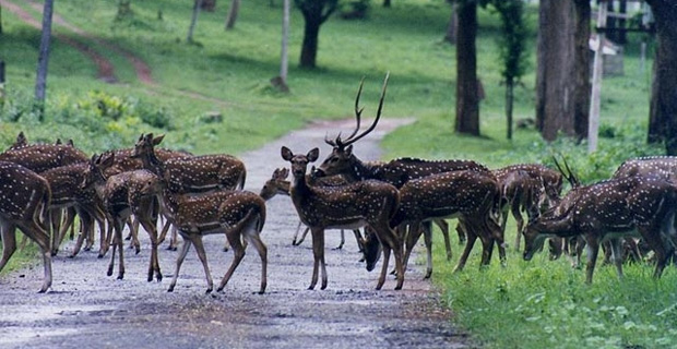 Bandipur National Park, Bandipur tiger reserve, Bandipur tour packages, Bandipur  wildlife sanctuar, Bandipur wildlife tour