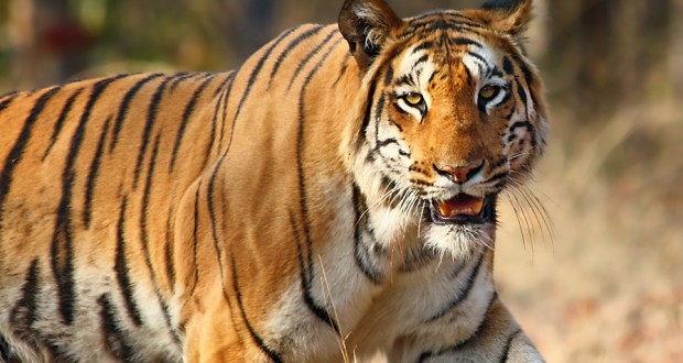WILDLIFE OF THE INDIAN SUBCONTINENT