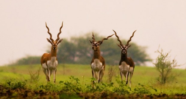 Wildlife Tours in Andhra Pradesh, Wildlife of Andhra Pradesh, Andhra  Pradesh wildlife safari, Andhra Pradesh wildlife parks, Andhra Pradesh  wildlife sanctuary