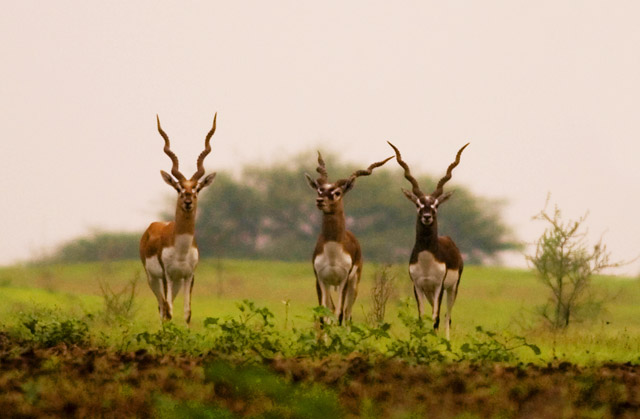 Wildlife Tours in Andhra Pradesh, Wildlife of Andhra Pradesh, Andhra  Pradesh wildlife safari, Andhra Pradesh wildlife parks, Andhra Pradesh  wildlife sanctuary