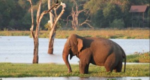 Wildlife of Sri Lanka